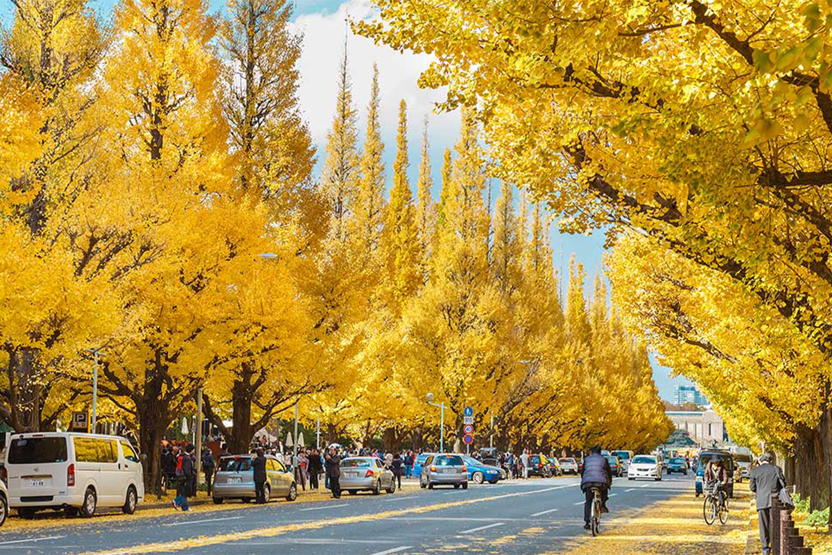 Công viên Meiji - Jingu Gaien Nhật Bản