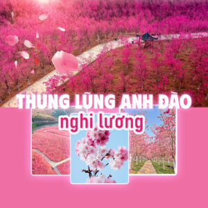 RỪNG HOA ANH ĐÀO NGHI LƯƠNG