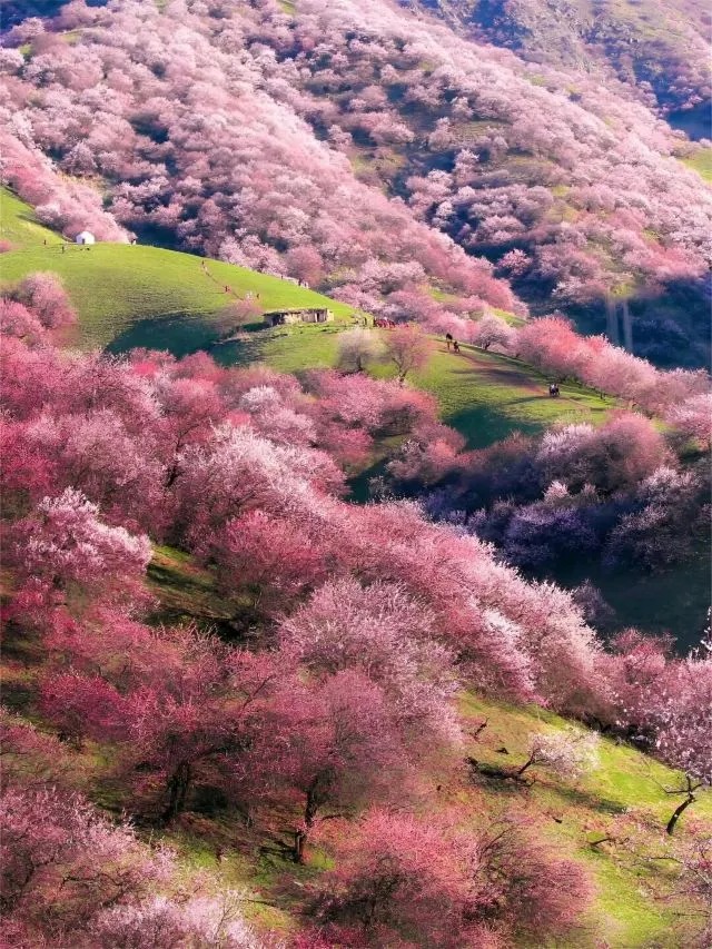 Thung lũng hoa mơ Turgen